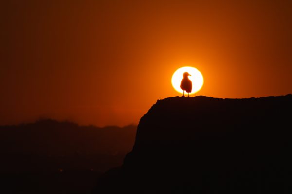 A bird aligned with the sun, representing how we can align your brand with where you want to go.